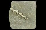 Archimedes Screw Bryozoan Fossil - Illinois #129632-1